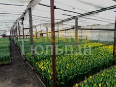 Тюльпаны к 8 марта в Минске