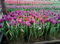 Тюльпаны к 8 марта в Минске