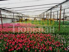 Тюльпаны к 8 марта в Минске