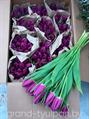 Тюльпаны фиолетовые Purple Flag