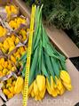 Тюльпаны желтые Strong Gold